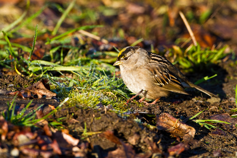 Golden-Crowned Sparrow